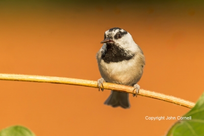 Mountain-Chickadee;One;Poecile-gambeli;avifauna;bird;birds;color-image;color-pho